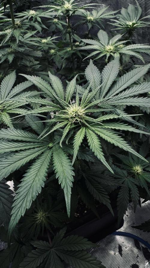 Grow 7.1  | Doctors Choice | DC Kush. Week 8