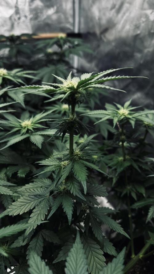 Grow 7.1  | Doctors Choice | DC Kush. Week 8