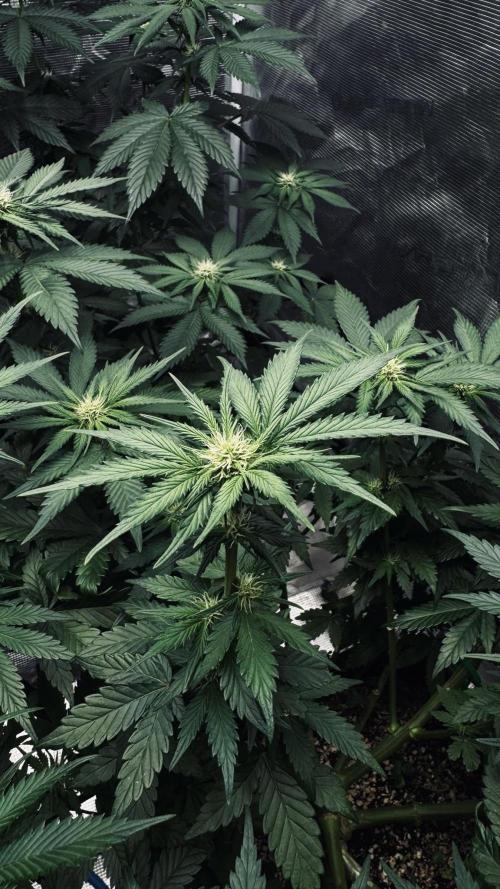 Grow 7.1  | Doctors Choice | DC Kush. Week 8