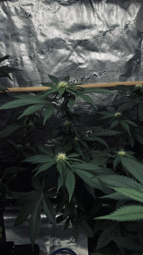 Grow 7.1  | Doctors Choice | DC Kush. Week 8