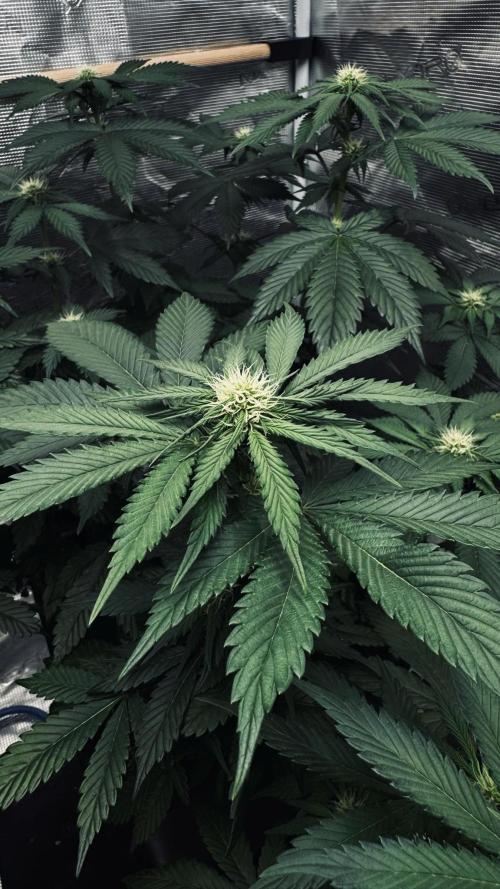 Grow 7.1  | Doctors Choice | DC Kush. Week 8