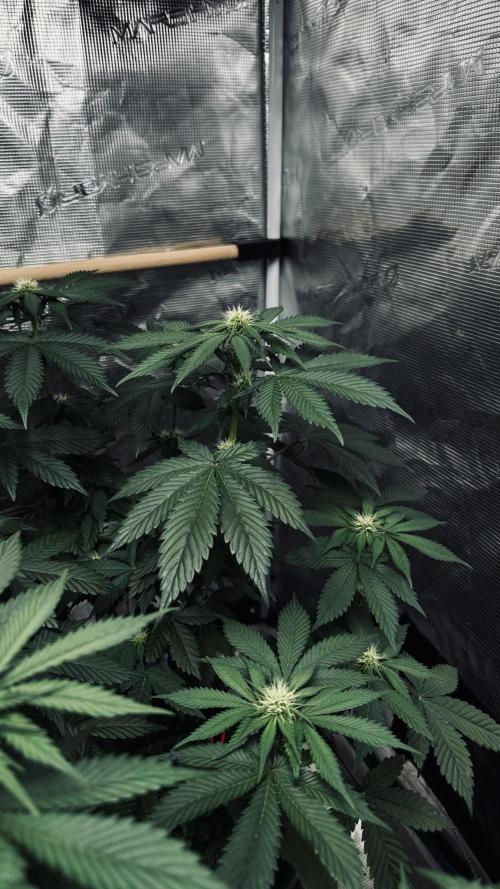 Grow 7.1  | Doctors Choice | DC Kush. Week 8