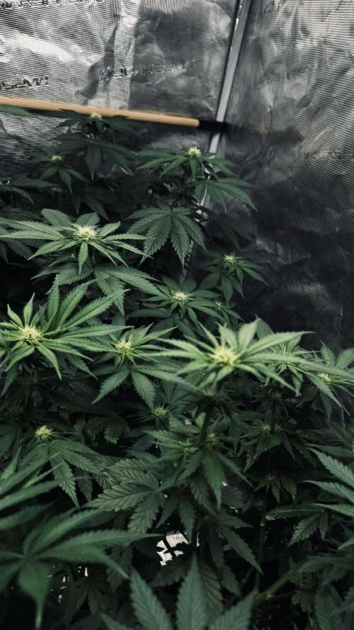 Grow 7.1  | Doctors Choice | DC Kush. Week 8