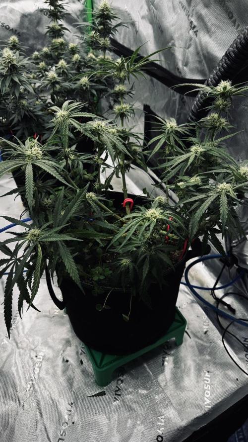 Grow 7.5 | Green House | Shishka Lemon. Week 8