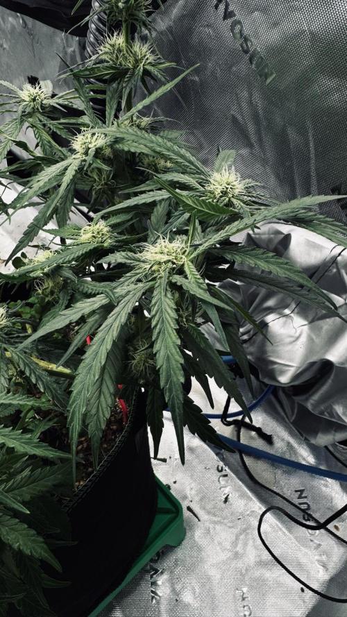 Grow 7.5 | Green House | Shishka Lemon. Week 8