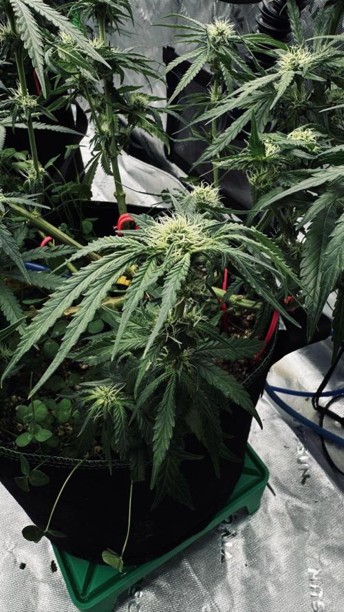 Grow 7.5 | Green House | Shishka Lemon. Week 8