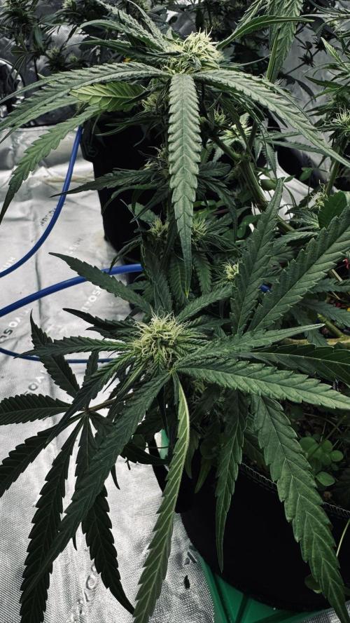 Grow 7.5 | Green House | Shishka Lemon. Week 8