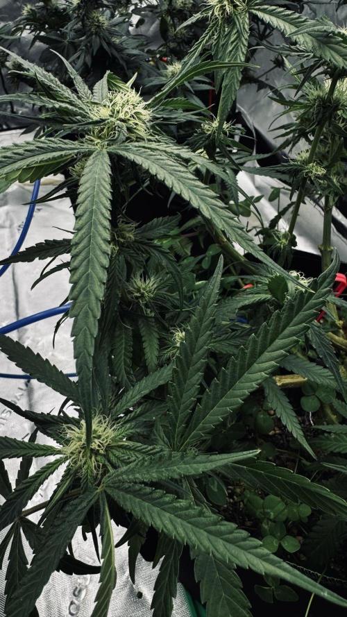 Grow 7.5 | Green House | Shishka Lemon. Week 8