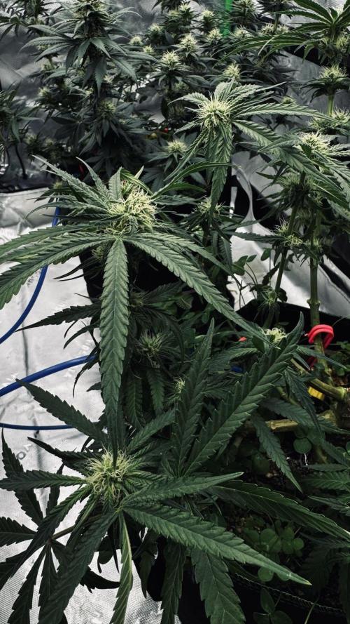 Grow 7.5 | Green House | Shishka Lemon. Week 8