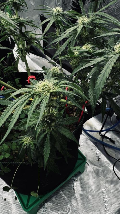 Grow 7.5 | Green House | Shishka Lemon. Week 8