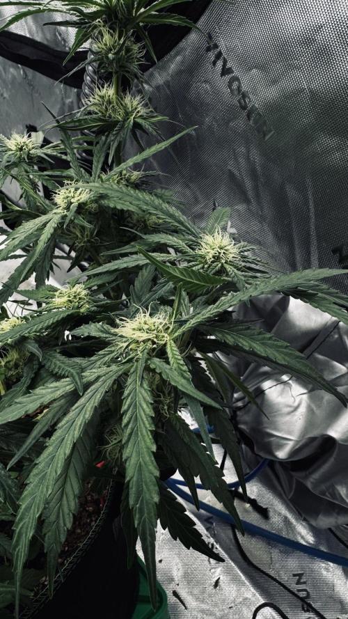 Grow 7.5 | Green House | Shishka Lemon. Week 8