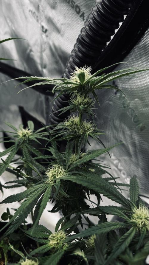 Grow 7.5 | Green House | Shishka Lemon. Week 8