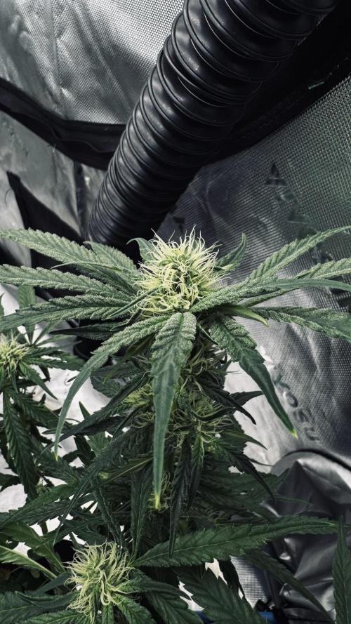 Grow 7.5 | Green House | Shishka Lemon. Week 8
