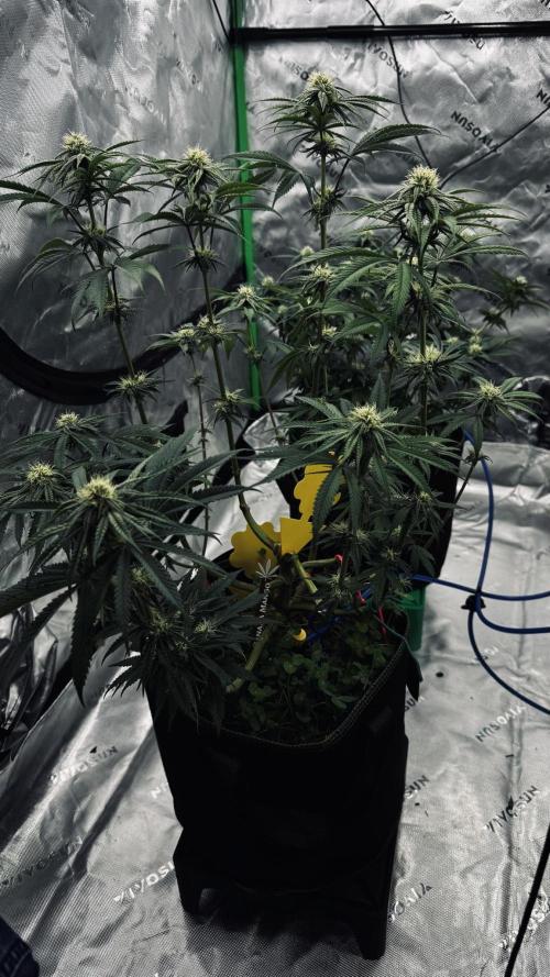 Grow 7.6 | Green House | Super Banana. Week 8