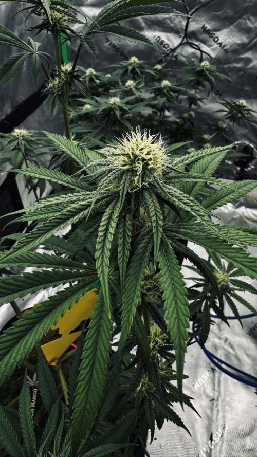 Grow 7.6 | Green House | Super Banana. Week 8