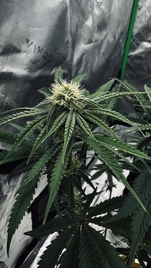 Grow 7.6 | Green House | Super Banana. Week 8
