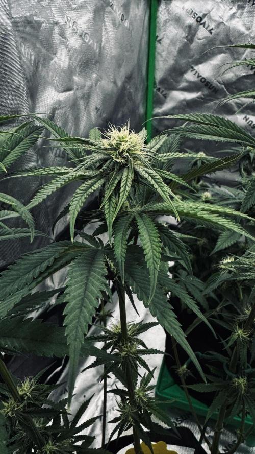 Grow 7.6 | Green House | Super Banana. Week 8