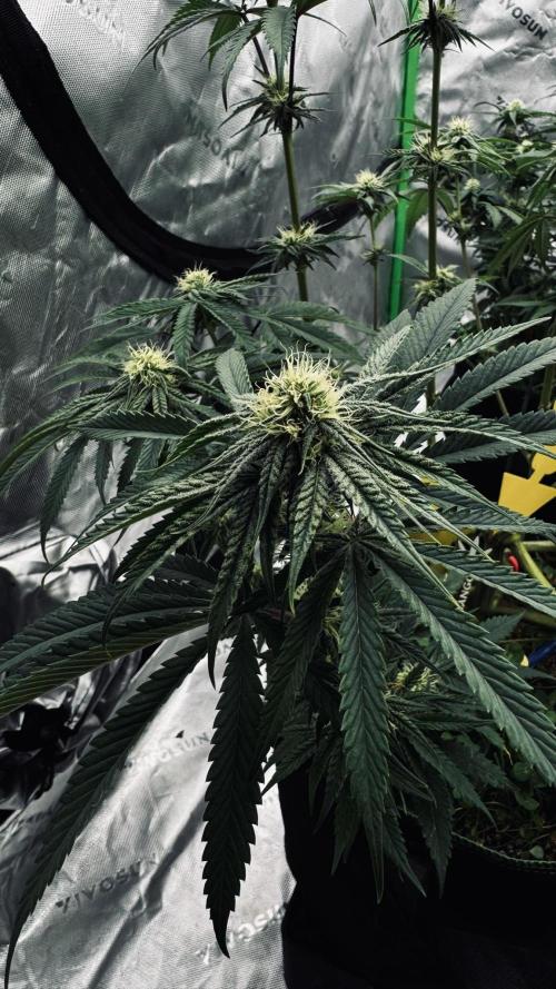 Grow 7.6 | Green House | Super Banana. Week 8
