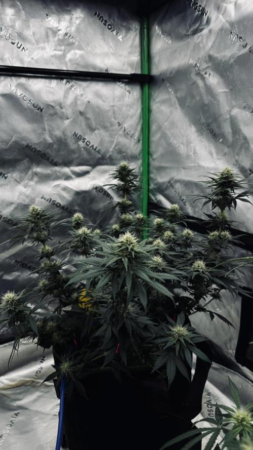 Grow 7.3 Kannabia | Mexican Sativa Fem.. Week 8