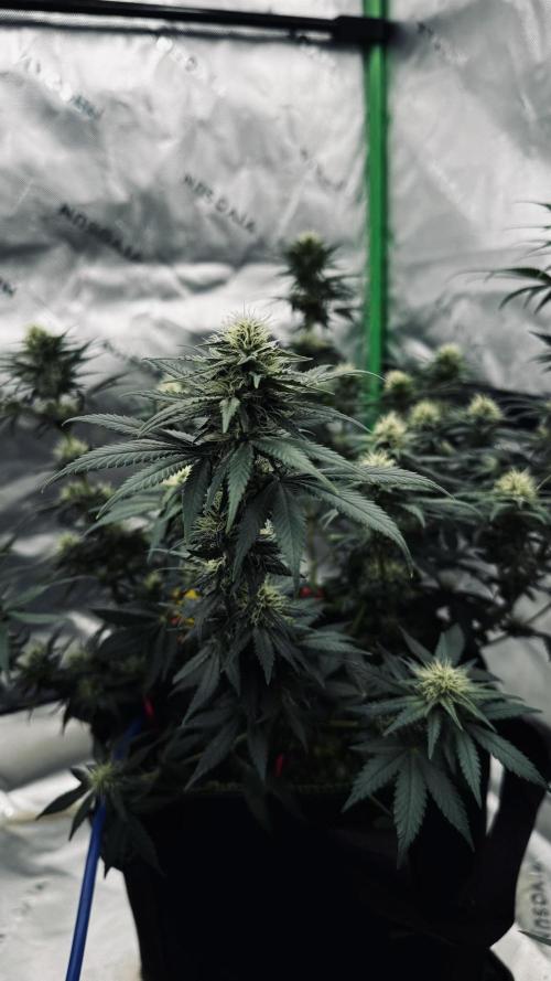Grow 7.3 Kannabia | Mexican Sativa Fem.. Week 8