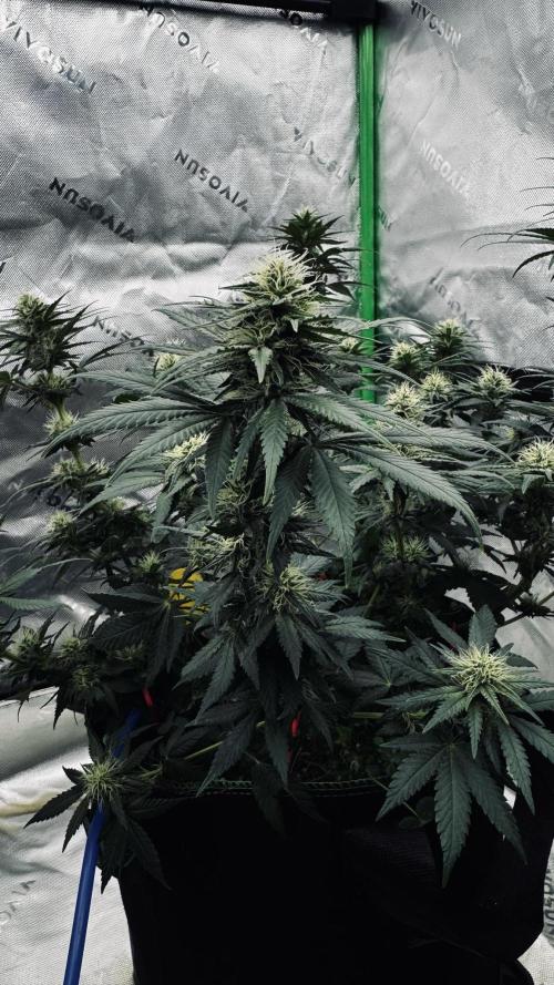 Grow 7.3 Kannabia | Mexican Sativa Fem.. Week 8