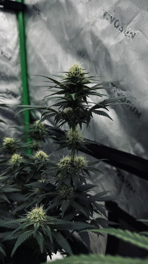 Grow 7.3 Kannabia | Mexican Sativa Fem.. Week 8