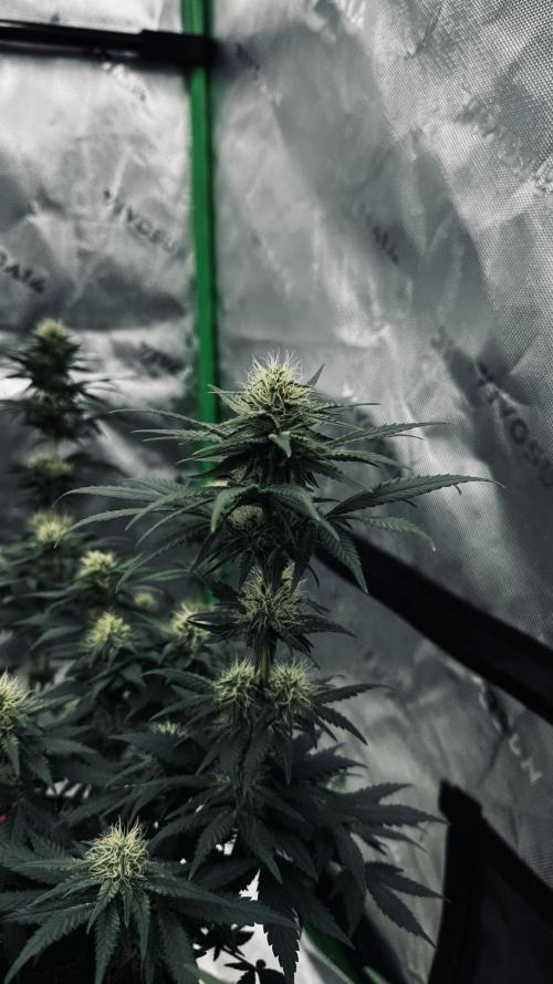 Grow 7.3 Kannabia | Mexican Sativa Fem.. Week 8