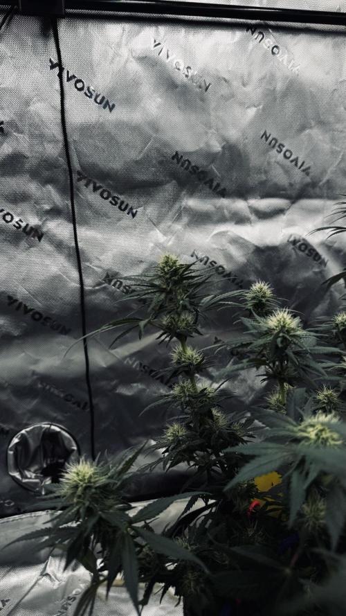 Grow 7.3 Kannabia | Mexican Sativa Fem.. Week 8