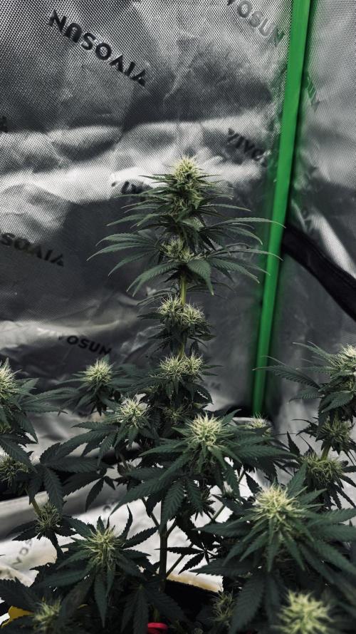 Grow 7.3 Kannabia | Mexican Sativa Fem.. Week 8
