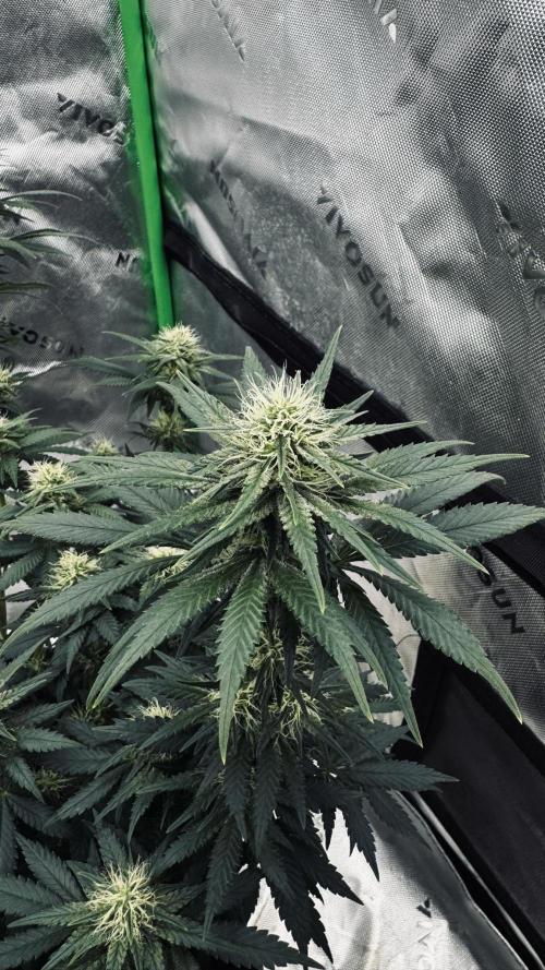 Grow 7.3 Kannabia | Mexican Sativa Fem.. Week 8