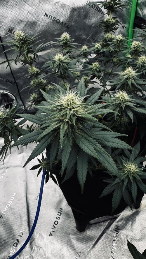 Grow 7.3 Kannabia | Mexican Sativa Fem.. Week 8