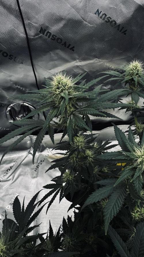 Grow 7.3 Kannabia | Mexican Sativa Fem.. Week 8