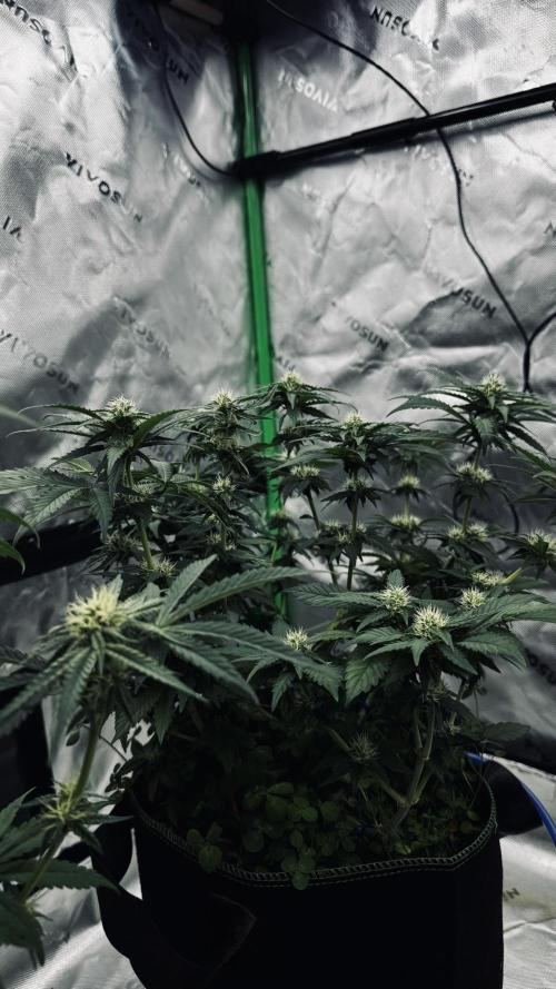 Grow 7.3 Kannabia | Mexican Sativa Fem.. Week 8