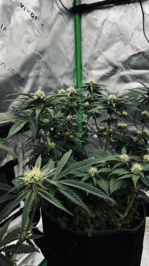 Grow 7.3 Kannabia | Mexican Sativa Fem.. Week 8