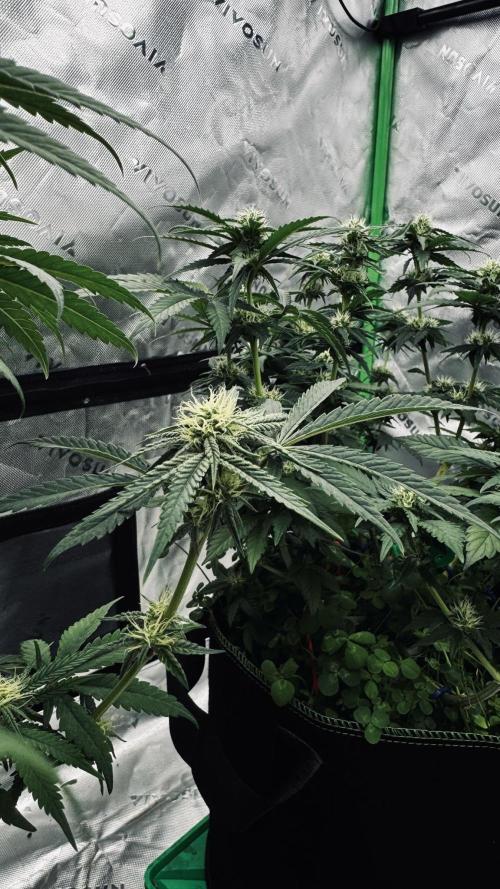 Grow 7.3 Kannabia | Mexican Sativa Fem.. Week 8