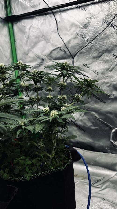 Grow 7.4 | Zamnesia| GMO Cookies. Week 8