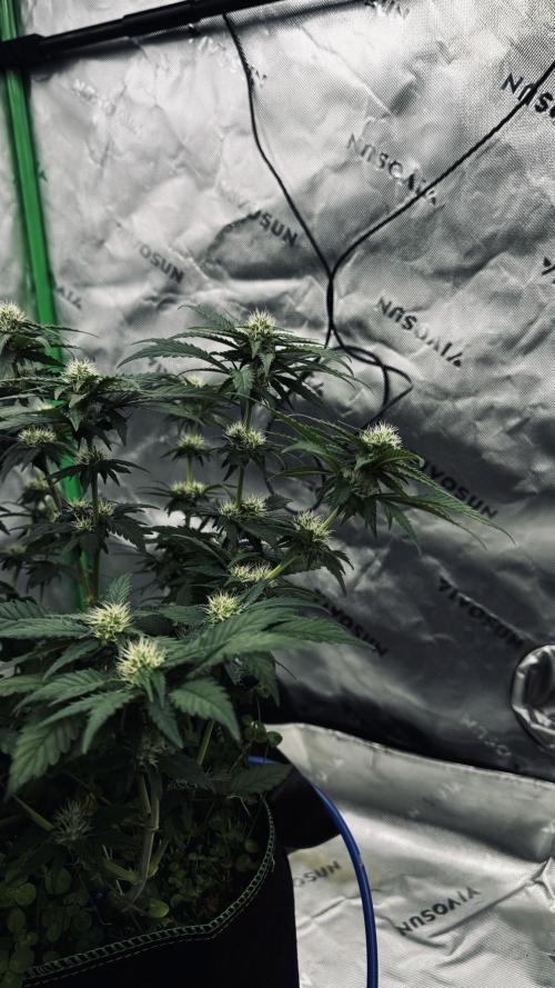 Grow 7.4 | Zamnesia| GMO Cookies. Week 8