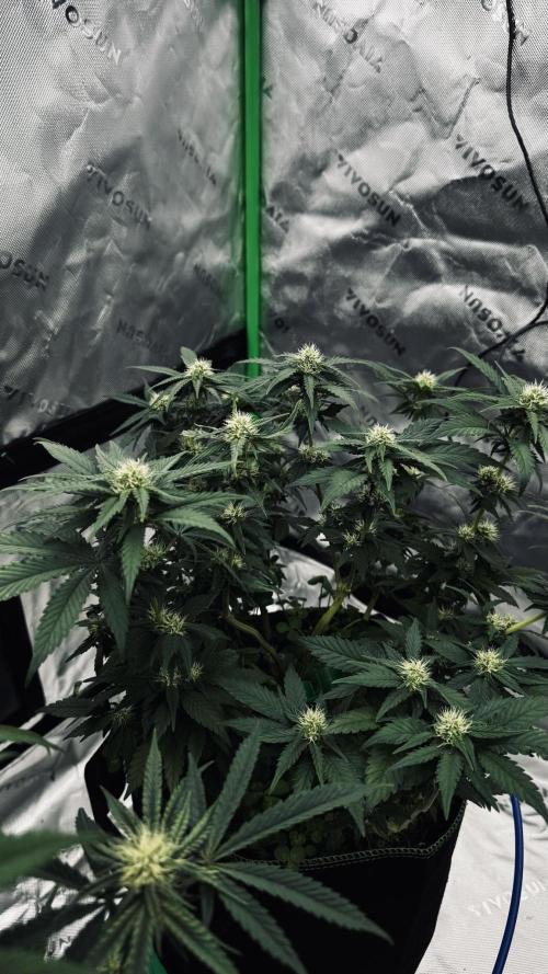 Grow 7.4 | Zamnesia| GMO Cookies. Week 8