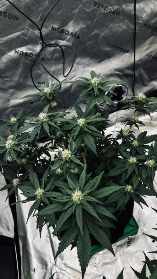 Grow 7.4 | Zamnesia| GMO Cookies. Week 8