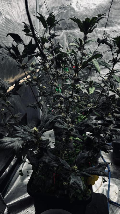 Grow 7.7 | Terpyz | Spicy Temp. RG. Week 9