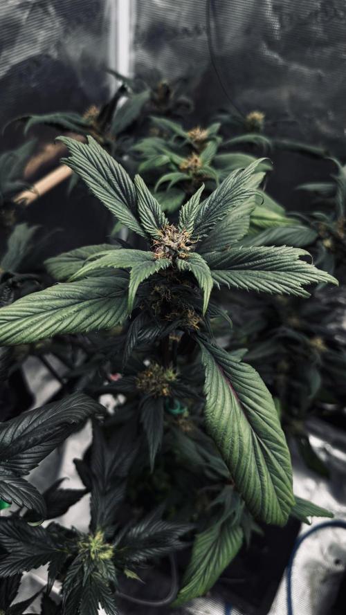 Grow 7.7 | Terpyz | Spicy Temp. RG. Week 9
