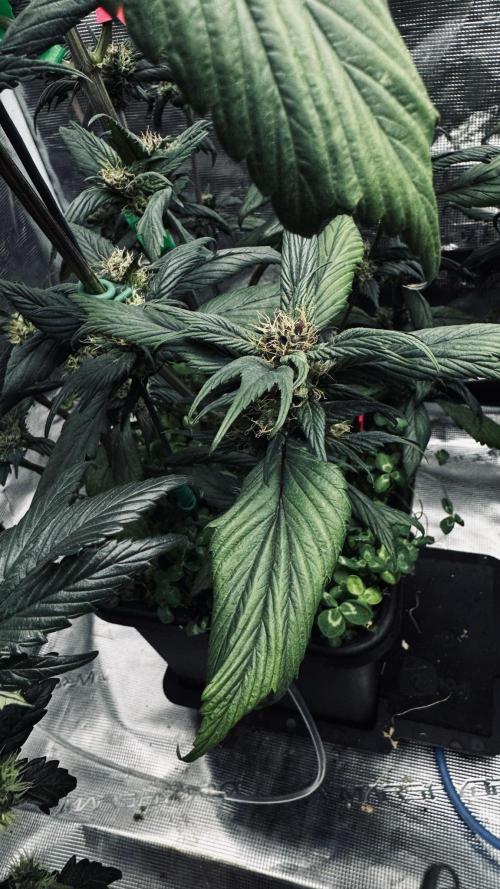 Grow 7.7 | Terpyz | Spicy Temp. RG. Week 9