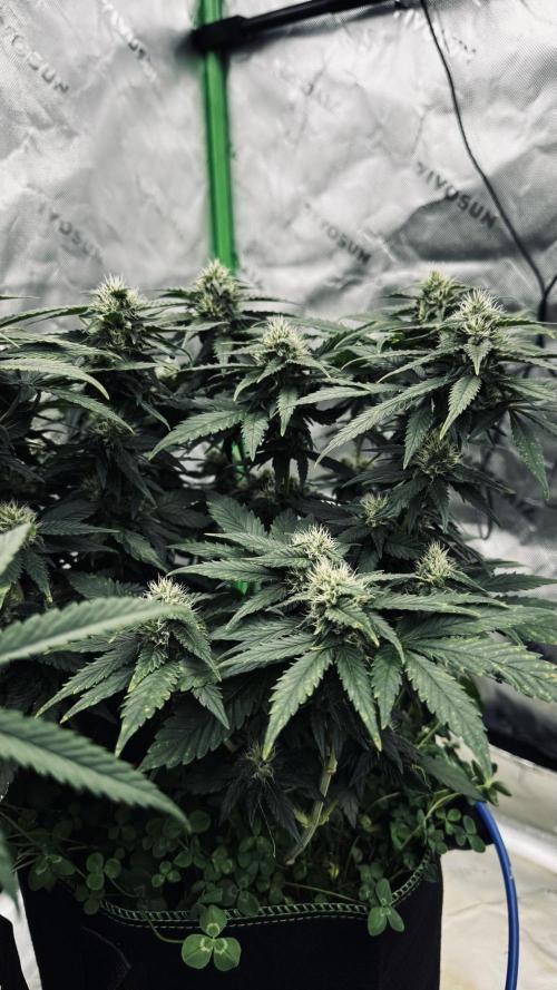 Grow 7.4 | Zamnesia| GMO Cookies. Week 9