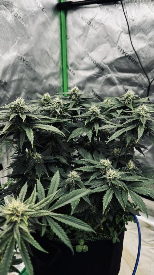 Grow 7.4 | Zamnesia| GMO Cookies. Week 9