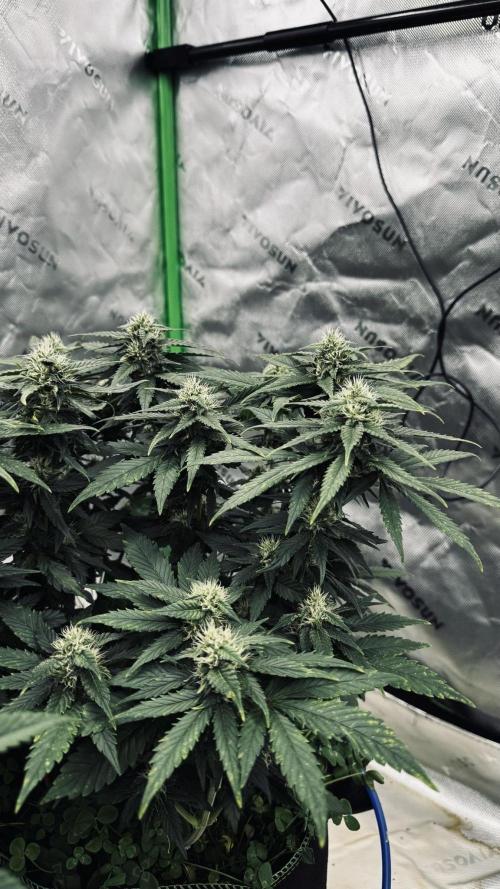 Grow 7.4 | Zamnesia| GMO Cookies. Week 9