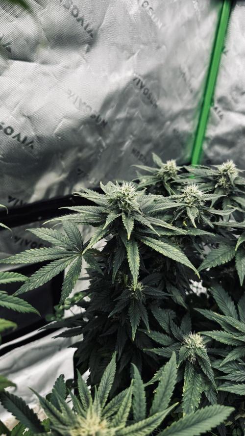 Grow 7.4 | Zamnesia| GMO Cookies. Week 9