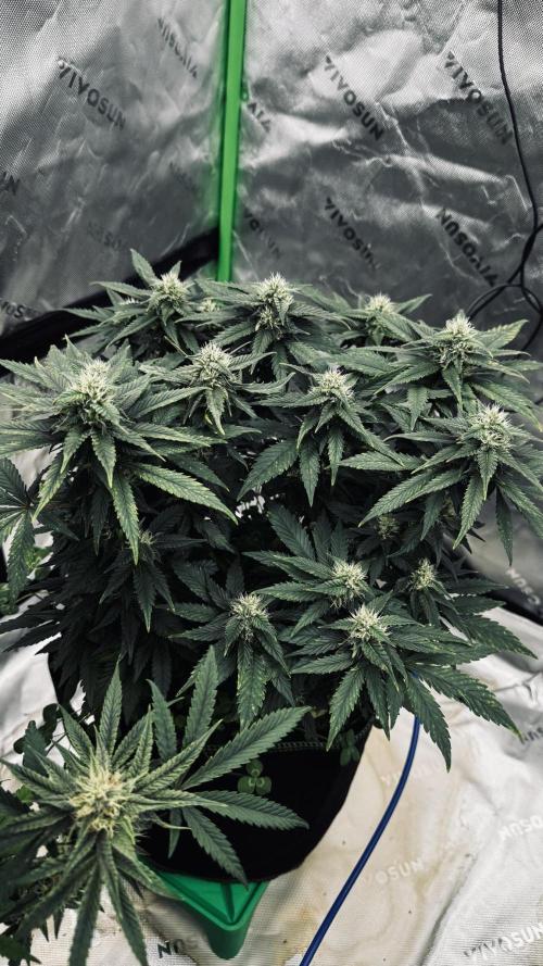 Grow Tent S108 120"x120"x80". Week 9