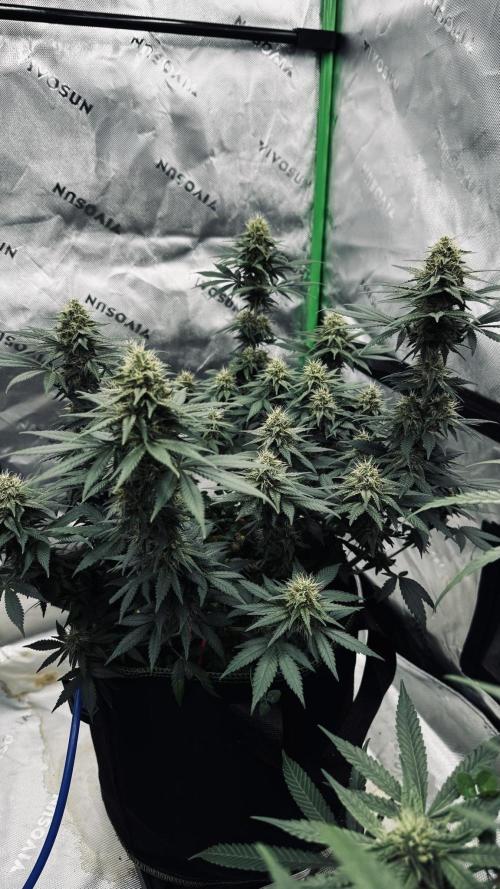 Grow 7.3 Kannabia | Mexican Sativa Fem.. Week 9