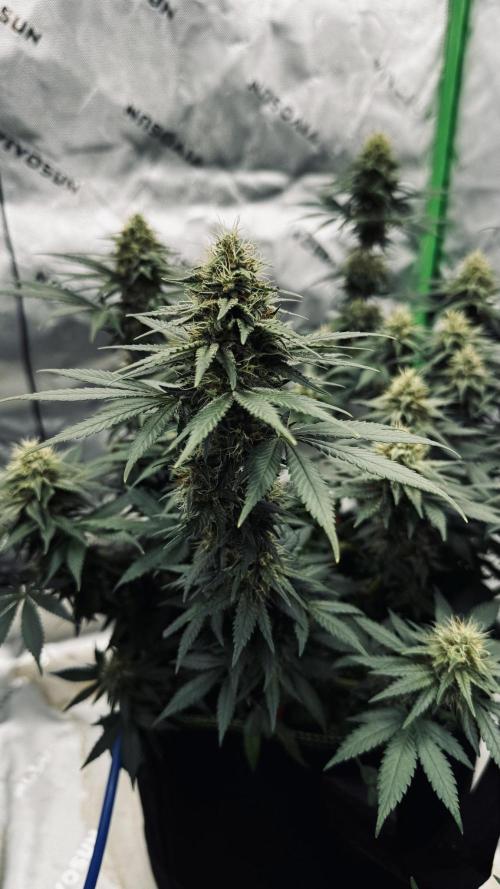 Grow 7.3 Kannabia | Mexican Sativa Fem.. Week 9