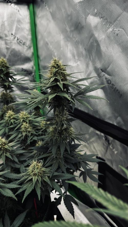 Grow 7.3 Kannabia | Mexican Sativa Fem.. Week 9